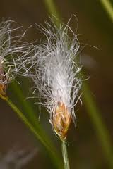 Attēlu rezultāti vaicājumam “Trichophorum alpinum flower”