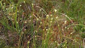 Attēlu rezultāti vaicājumam “Rhynchospora alba fruit”