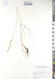 Attēlu rezultāti vaicājumam “Festuca arenaria”