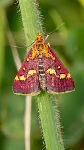 Attēlu rezultāti vaicājumam “Pyrausta purpuralis”