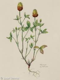 Attēlu rezultāti vaicājumam “Trifolium spadiceum fruit”