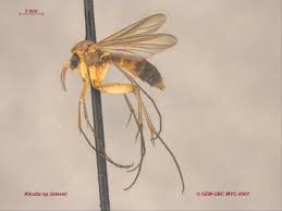 Attēlu rezultāti vaicājumam “Mycetophilidae”