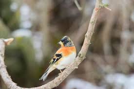 Attēlu rezultāti vaicājumam “Fringillidae”