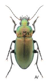 Attēlu rezultāti vaicājumam “Poecilus versicolor”