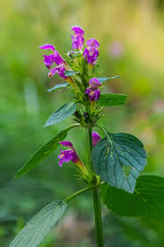 Attēlu rezultāti vaicājumam “Galeopsis bifida flower”