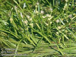 Attēlu rezultāti vaicājumam “Sparganium minimum fruit”