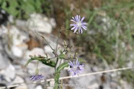 Attēlu rezultāti vaicājumam “Lactuca tatarica leaf”