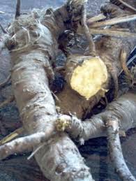 Attēlu rezultāti vaicājumam “Lachnum corticale”