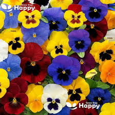 Image result for Viola x wittrockiana `Hiemalis`