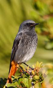 Attēlu rezultāti vaicājumam “Phoenicurus phoenicurus male”