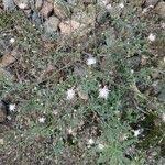 Attēlu rezultāti vaicājumam “Centaurea stoebe leaf”