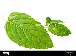 Image result for Mentha piperita