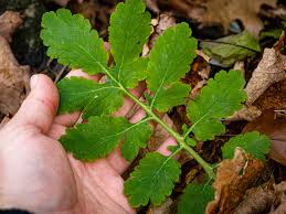 Attēlu rezultāti vaicājumam “Chelidonium majus leaf”