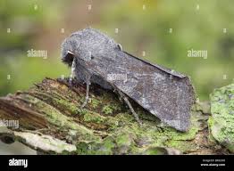 Attēlu rezultāti vaicājumam “Orthosia incerta”