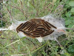 Attēlu rezultāti vaicājumam “Eriogaster lanestris larva”
