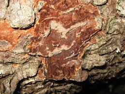 Attēlu rezultāti vaicājumam “Junghuhnia pseudozilingiana”