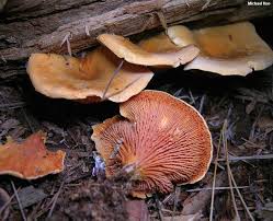 Attēlu rezultāti vaicājumam “Hygrophoropsis aurantiaca”