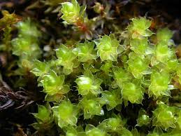 Attēlu rezultāti vaicājumam “Bryum schleicheri”