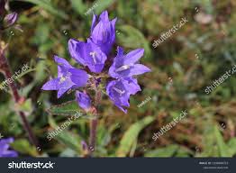 Attēlu rezultāti vaicājumam “Campanula cervicaria flower”
