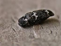 Attēlu rezultāti vaicājumam “Megatoma undata”