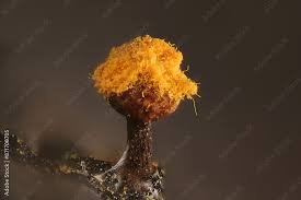 Attēlu rezultāti vaicājumam “Trichia erecta”