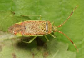 Attēlu rezultāti vaicājumam “Pantilius tunicatus”