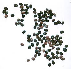 Attēlu rezultāti vaicājumam “Lupinus polyphyllus fruit”