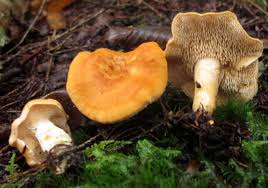 Attēlu rezultāti vaicājumam “Hydnum sp.”