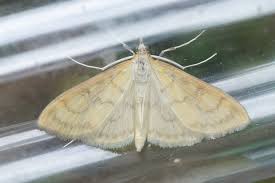 Attēlu rezultāti vaicājumam “Paratalanta hyalinalis”