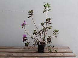 Attēlu rezultāti vaicājumam “Rhododendron sichotense flower”