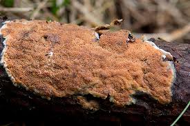 Attēlu rezultāti vaicājumam “Junghuhnia nitida”