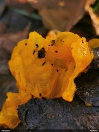 Attēlu rezultāti vaicājumam “Lamproderma debile”