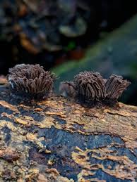 Attēlu rezultāti vaicājumam “Stemonitis axifera spores”