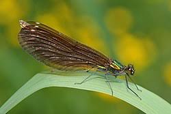 Attēlu rezultāti vaicājumam “Calopteryx virgo female”