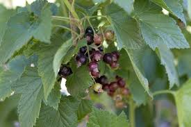 Attēlu rezultāti vaicājumam “Ribes nigrum fruit”