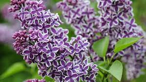 Image result for flieder