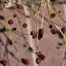 Attēlu rezultāti vaicājumam “Sanguisorba officinalis bud”