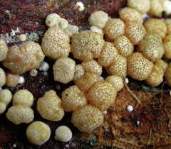 Attēlu rezultāti vaicājumam “Arcyria globosa young”