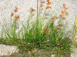 Attēlu rezultāti vaicājumam “Juncus compressus fruit”