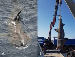 Image result for Cetorhinus maximus