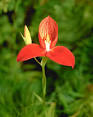 Cape Floral Region, South Africa