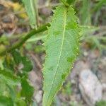 Attēlu rezultāti vaicājumam “Rorippa amphibia leaf”