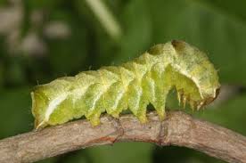 Attēlu rezultāti vaicājumam “Melanchra persicariae”