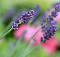 Attēlu rezultāti vaicājumam “Lavandula angustifolia leaf”