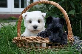Scottish Terrier Top Dog Picture