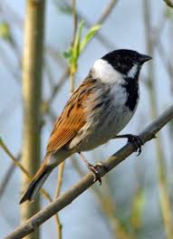 Attēlu rezultāti vaicājumam “Emberiza schoeniclus”