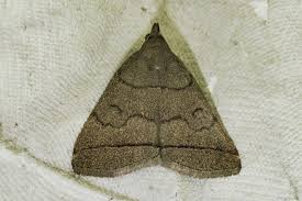 Attēlu rezultāti vaicājumam “Zanclognatha tarsipennalis”