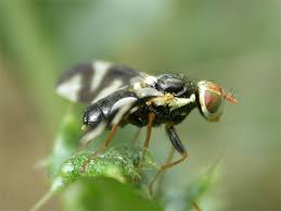 Attēlu rezultāti vaicājumam “Urophora cardui”
