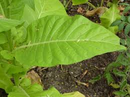 Attēlu rezultāti vaicājumam “Nicotiana tabacum leaf”