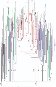 Attēlu rezultāti vaicājumam “Hemicrepidius sp.”